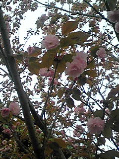 ƌSakura addiction낗